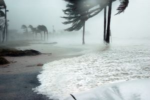 Hurricane winds batter palm trees as storm surge rushes in around them