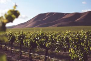 A lush vineyard in the harsh afternoon sun, with dry hills in the background and a partly cloudy sky