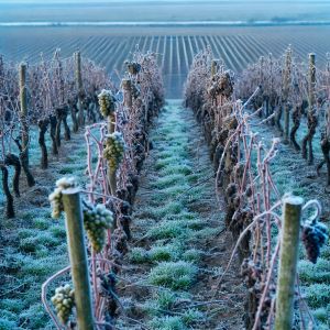 A foggy landscape of rolling paddocks lined with leafless trees, with frost visible on the plants in the foreground